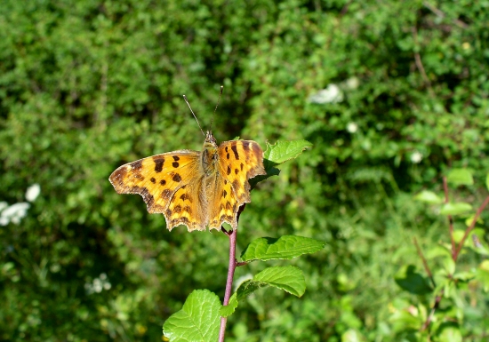 babôčka zubatokrídla