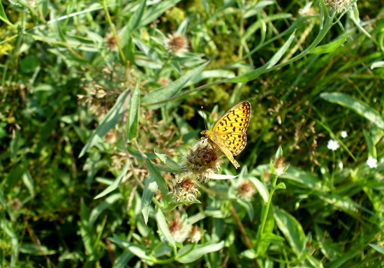 perlovec dvanásťškvrnný