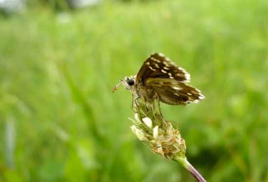 súmračník jahodový