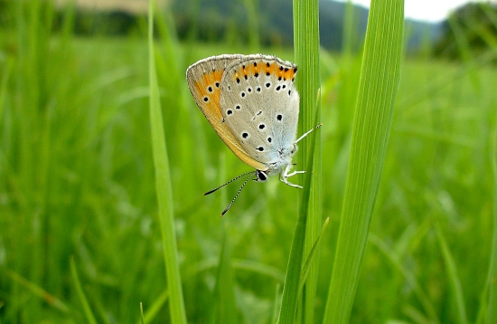 ohniváčik čiernokrídly