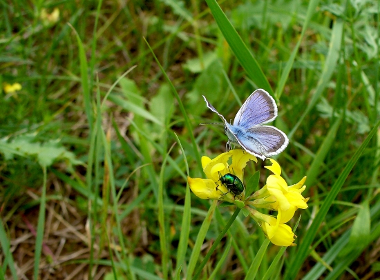 modráčik .... ( lycaedes idas)