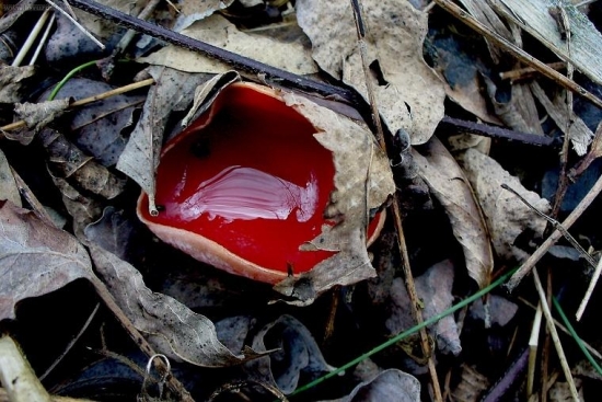 Ohnivec šarlátový