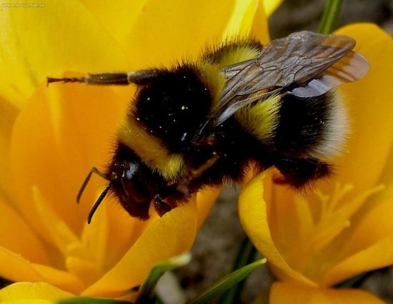čmeliak 8)