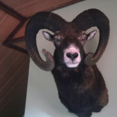 moj Muflonik uz na stene