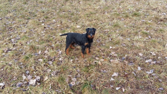 Mlada jagoska 4 mesiace