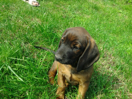 nova posila ADA Trebostovskej doliny