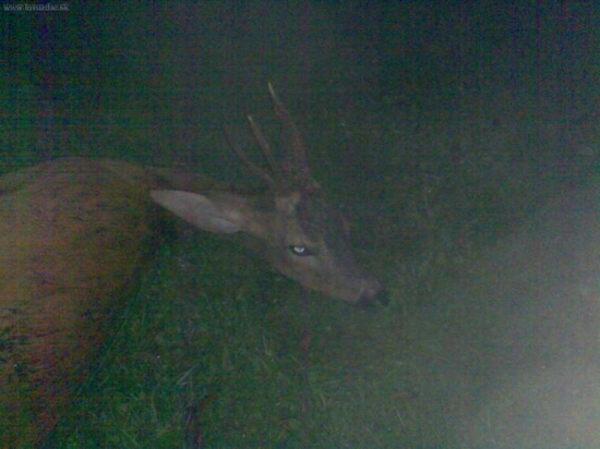 Srnec s 3kmeňmi(môj doprovod s hosťom)