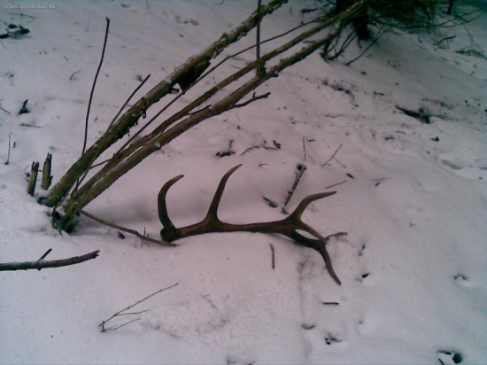 K dobrej živanskej pekný úlovok