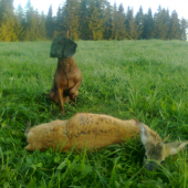 jednotka