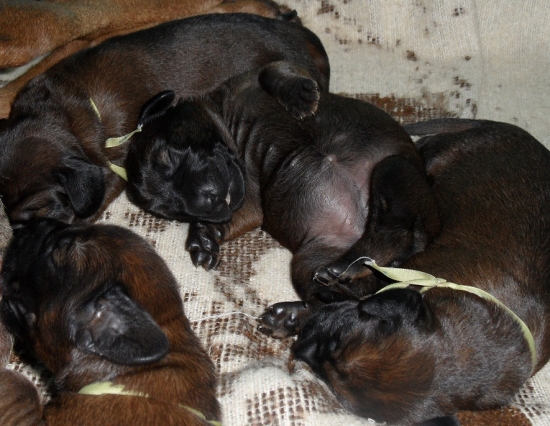 sniček po dobrej večeri