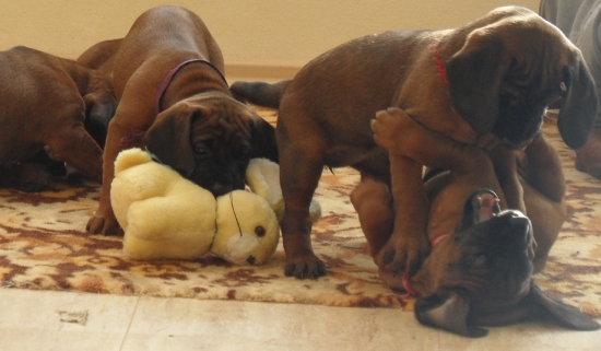 Aika,Aida,Afra-den 42