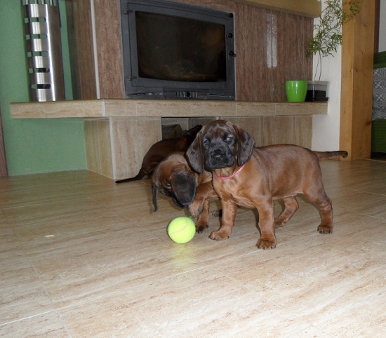 a ja zostavam doma-Afra-den45