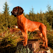 Afra