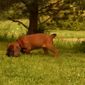 ňufak pekne pri zemi