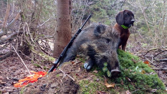 kde jedny psy končia, začína elegantná práca farbiara