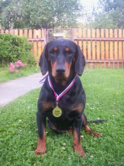 happy spod dubovej hlavy