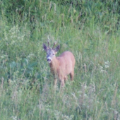kolko rokov by ste mu dali?
