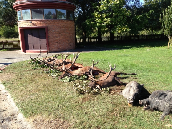 Chorvátska ruja 2013