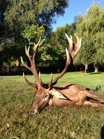 Chorvátska ruja 2013- najlepší  232 CIC