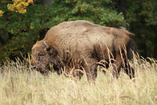 chudak uz je na odstrel