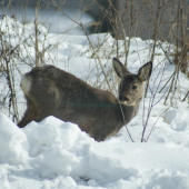 hlad je velky pan,ked prisla az na dvor