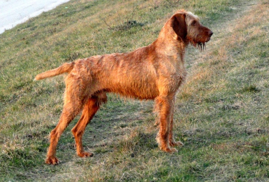 MDS FUKAR Garamparty