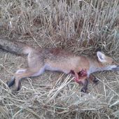 Z rannej postriežky