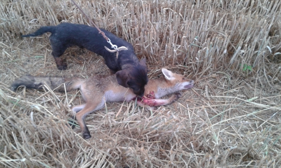 Ross,prvy kontak s líškou