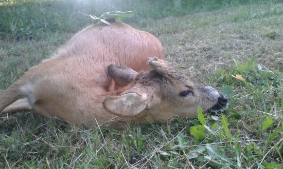 Srnček
