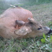 Srnček