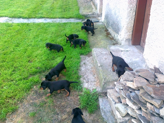 Malí lapaji-5týždňov.