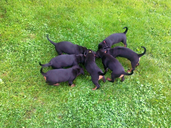 Máme sedem týždňov.