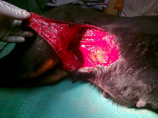 Kanec a kamarátová sučina- výsledok.