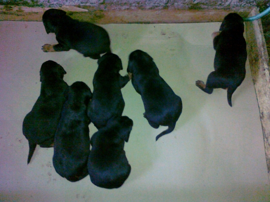 Šteniatka slov.kopova