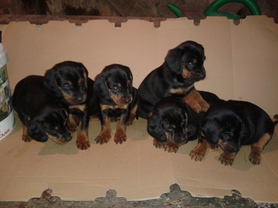 Už máme 4-týždne