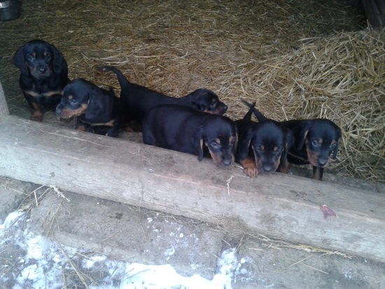 Slov.kopov-6týždeň