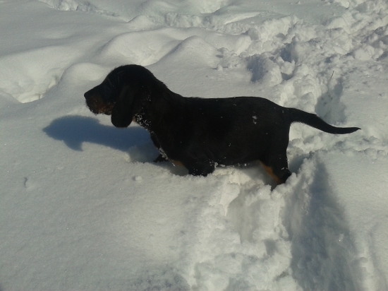 Perla Brunov dvor-8-týždeň