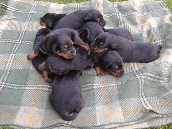 Slov. kopov, šteniatka- 2 týždeň