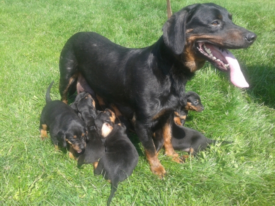 Slov. kopov- 4 týždeň