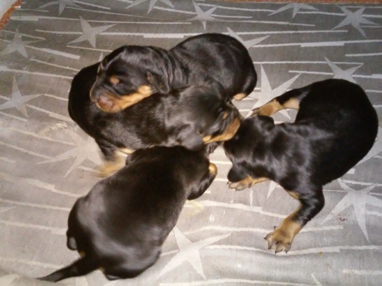 Novoročný prírastok