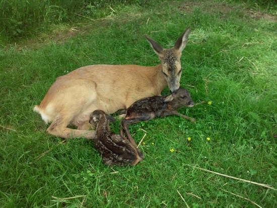 Dnešný prírastok-neopisateľný zážitok