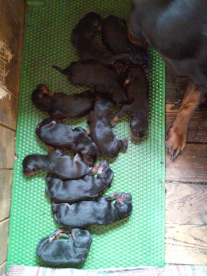 Šteniatka- slovenský kopov