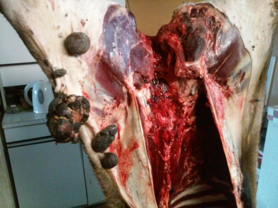 Fibropapilomatoza u jeleňa-generalizovaná forma