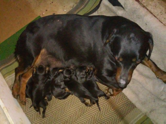 Slov. kopov-šteniatka