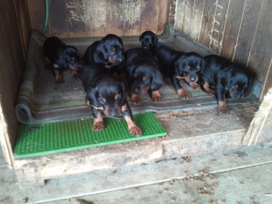 slov. kopov- 3týždeň