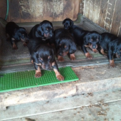 slov. kopov- 3týždeň