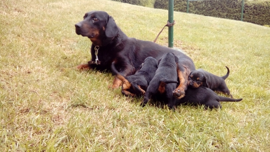 slovenský kopov- 3týždne