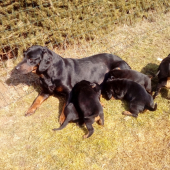 slov. kopov - 6týždeň