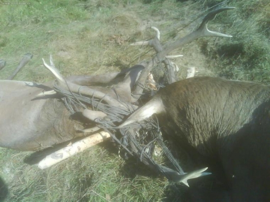 smutná ruja v našom revíry