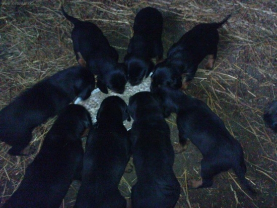 Už papáme a máme 5 týždňov.